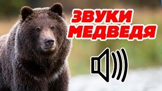 Звук медведя, рёв медведя