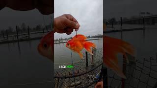 Goldfish As Live Bait Caught WHAT?