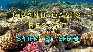 GRAND OASIS RESORT 4* Шарм Эль Шейх.Обзор пляжа и кораллового рифа