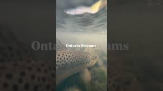 Science! Biology with Ontario streams #flyfishingonly #fishing #science #hydrology #fish #trout