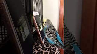 His singing sounds like the dog crying  He’s tricked me more than once.