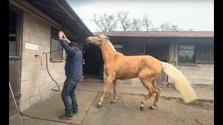 Huge Horse is threatening! lets See If I can help??!!