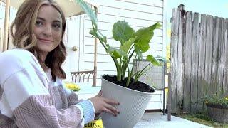 Natural/Unintentional ASMR | Repotting Plants