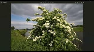 Ogham Meditation: September 15, 2023: Elder