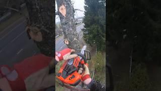 Husqvarna T540 mark 3 tree removal climber arborist