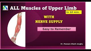 All Muscles of Upper Limb and their Nerve Supply | Upper Limb Anatomy |