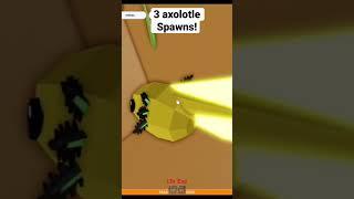 3 axolotl spawns in Roblox Animal Simulator