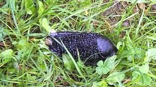 Slug Dance