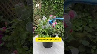 Tips for fertilizing roses properly #namrose #rose #roses