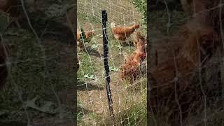 Chickens clucking at alpaca farm (august 19 2020)