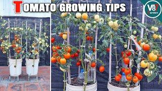 How to Grow Lots of Tomatoes in Container | Seed to Harvest