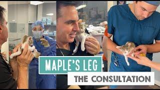 Maple's Leg — The Consultation