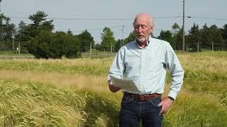 Small Grain Breeding at Cornell University