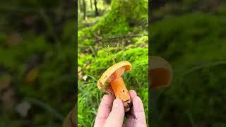 Mushroom Lactarius Salmonicolor  #forest #foraging  #salmon milk cap #fungus #rujnica #jelena