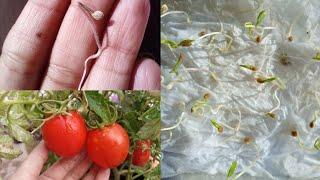 How To Grow Tomatoes At Home |SEEDTOHARVEST | Step by Step full guide 