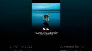 ЭТА ХАСКИ ГУЛЯЕТ ПО ВОДЕ.ЦЕЛЬ 5000 ПОДПИСЧИКОВ