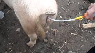 искусственное осеменение свиней.artificial insemination of pigs.