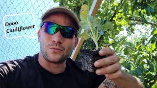 Planting Cauliflower With Gizzy Green Fingers