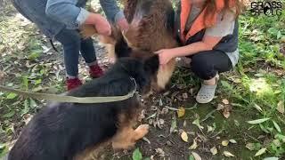 Вязка немецких овчарок / Скромный жених (German Shepherd)