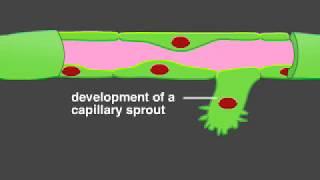 Angiogenesis