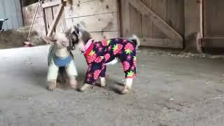 Baby goats in pajamas