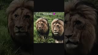 Lion Two Brothers | Attitude & Style |King Status Video #wildlife #lion #shorts #scarface #trending