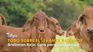 Todo sobre el Levante y Ceba de Brahman Rojo: Guía para Ganaderos - TvAgro por Juan Gonzalo Angel