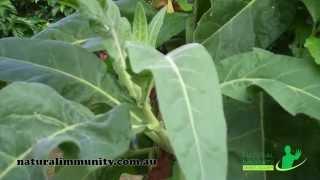 Tobacco (Nicotiana tabacum)