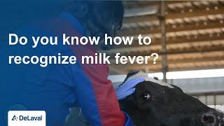 Do you know how to recognize milk fever?