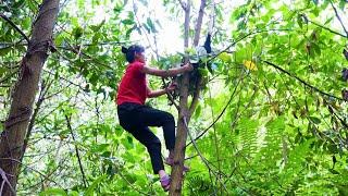 Harvesting Chicken (Rooster) Goes To Market Sell - Cooking | Ly Tieu Kha