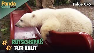 Neues aus dem Zoo: Eisbär Knut und sein Rutsche | Panda, Gorilla & Co.