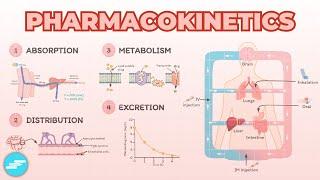 Introduction to Pharmacokinetics: ADME Overview | Pharmacology