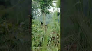 wildlife photography with adcome 8x telephoto zoom in mobile