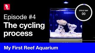 My First Reef Aquarium, episode 4 - The cycling process