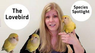 Lovebirds as Pets: Species Spotlight