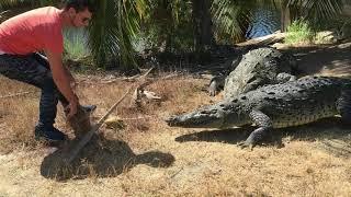 Julien and his crocodiles at lunchtime