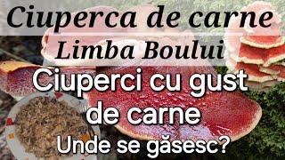 Ciuperca de carne - Limba Boului / Ciuperci cu gust de carne / Rețetă