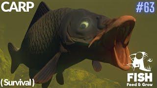 Feed And Grow Fish : Carp (Survival)