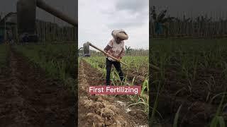 The Complete Steps Of Sugarcane Farming #satisfying #short