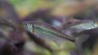 Быстрянки русские (Alburnoides bipunctatus rossicus)