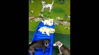 Small dogs playing in doggie daycare at Dogstown University in Deerfield Beach Florida