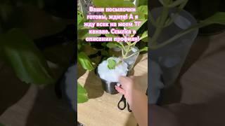 Гортензии по почте. #дача #садоводничество #огород #цветыдлядома #plants #гортензия