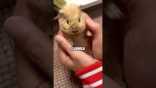 Raised the teddy bear properly. #animals #pet #cute #funny #shortvideo #shorts #love