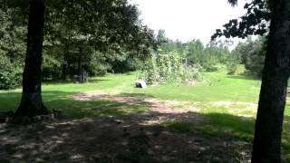 Deer,Deer and more Deer!!!!!