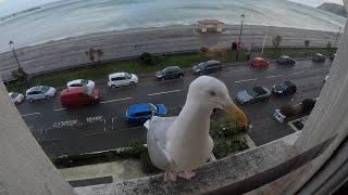 Look what turned up when I was Filming The Marine Hotel Llandudno