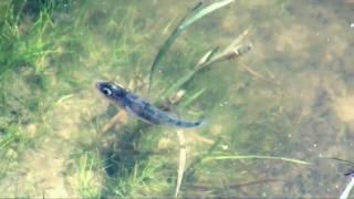 Three-spined stickleback and fry (Gasterosteus aculeatus)