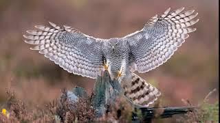 Sparrowhawk in flight