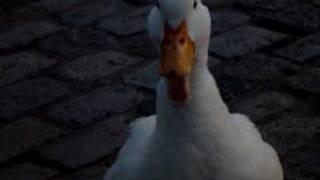 Angry duck