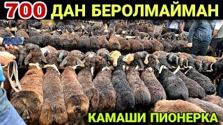 23 МАЯ КАШКАДАРЁ ВИЛОЯТИ КАМАШИ ПИОНЕРКА МОЛ БОЗОРИ НАРХЛАРИ 2025.КУЙ КУЗИ НАРХЛАРИ 2025.