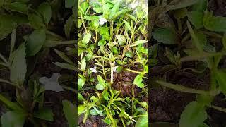 Dhanya chandran_phytology. Lindernia plant.#short